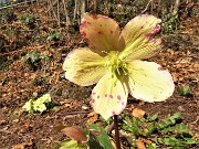 35 Festa di fiori sui sentieri al Monte Zucco - Helleborus niger (Elleboro-Rosa di Natale)